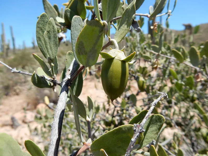 Jojoba Simmondsia chinensis 20 Seeds  USA Company