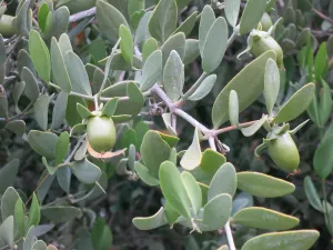 Jojoba Simmondsia chinensis 20 Seeds  USA Company