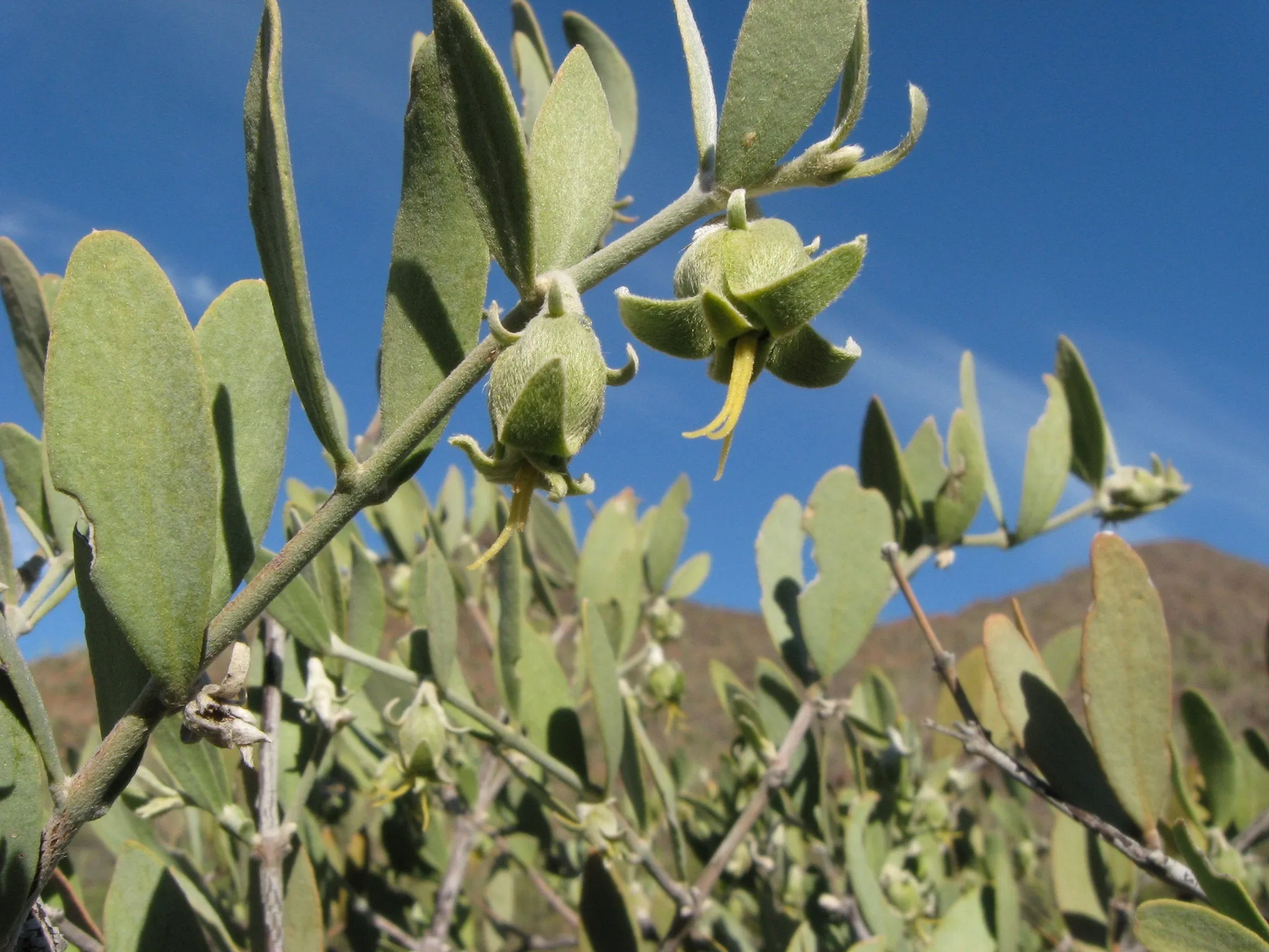 Jojoba Simmondsia chinensis 20 Seeds  USA Company